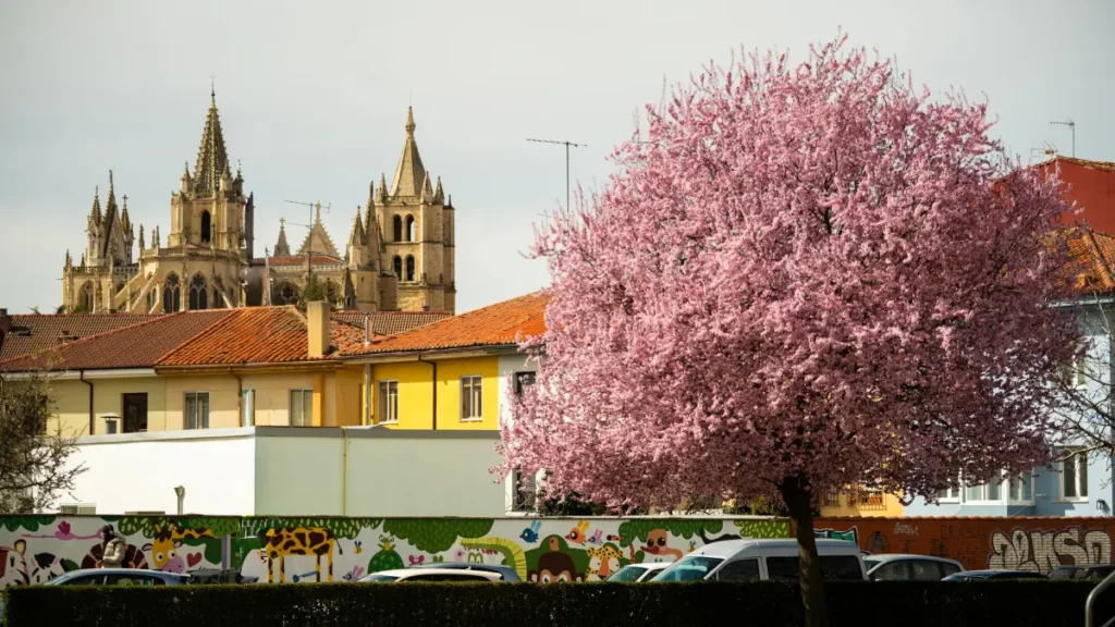 Árvore florida em tom rosa com catedral histórica gótica ao fundo durante a primavera em Portugal.